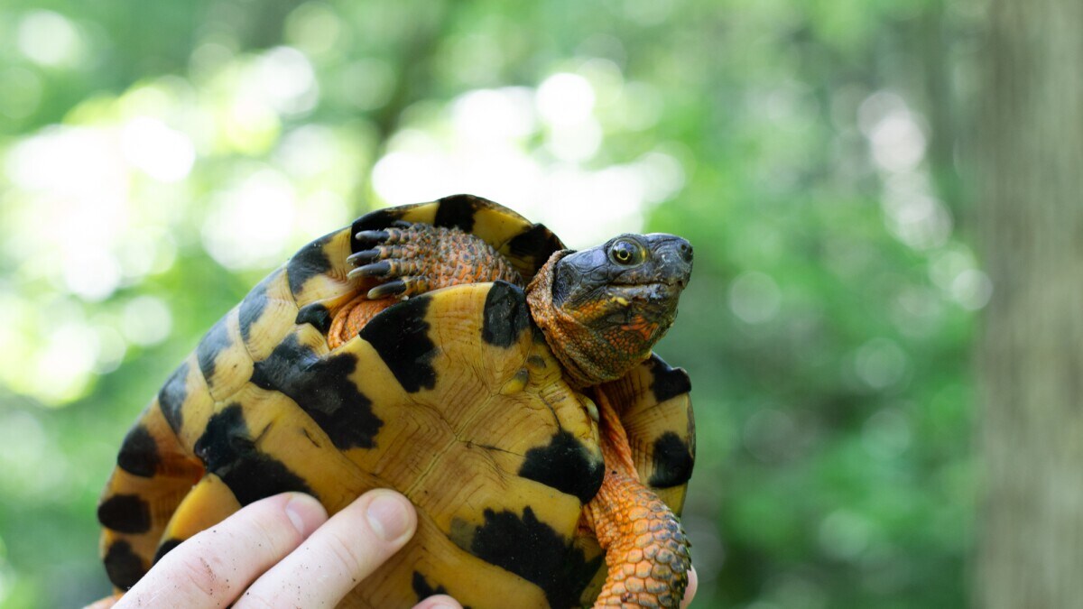 These Smithsonian scientists have spent the past 20 years tracking everything there is to know about wood turtles and let's just say they really, really need a night on the town very soon [Interesting]